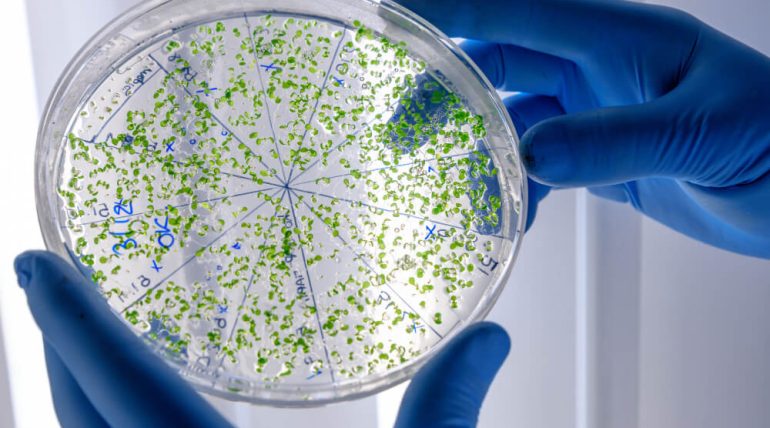 Neutropenia Febril: Diagnóstico, Sintomas e Tratamento Completo