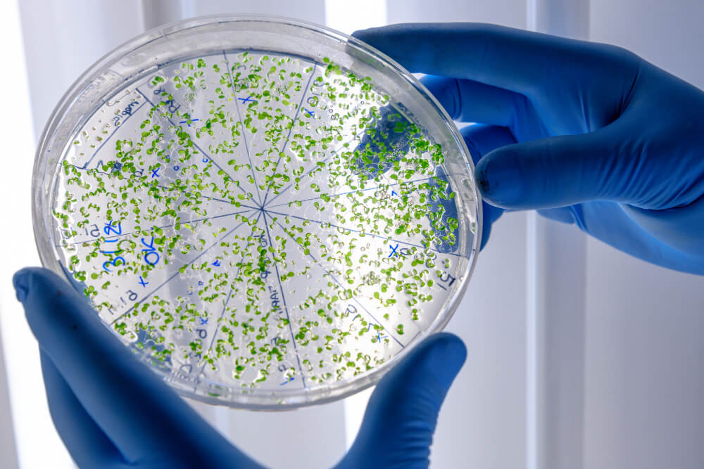 Neutropenia Febril: Diagnóstico, Sintomas e Tratamento Completo